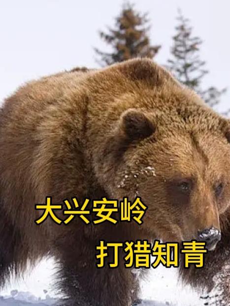 大兴安岭打包机批发价